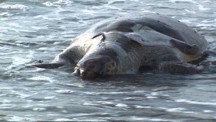 Breshk deti në Shëngjin, askush nuk po e lëviz specien nga bregdeti
