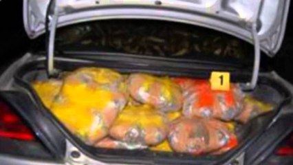 Itali, arrestohet dy shqiptarë. Kapen 25 kilogram marjuanë, arrestohen poseduesit