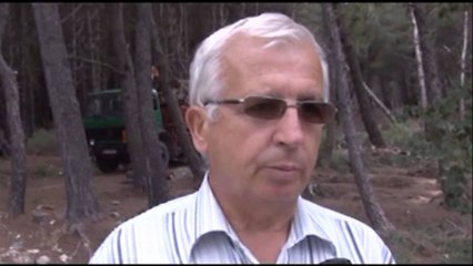 "Kurohet" pylli i Sodës, nisin ndërhyrjet, mbillen 2900 pemë