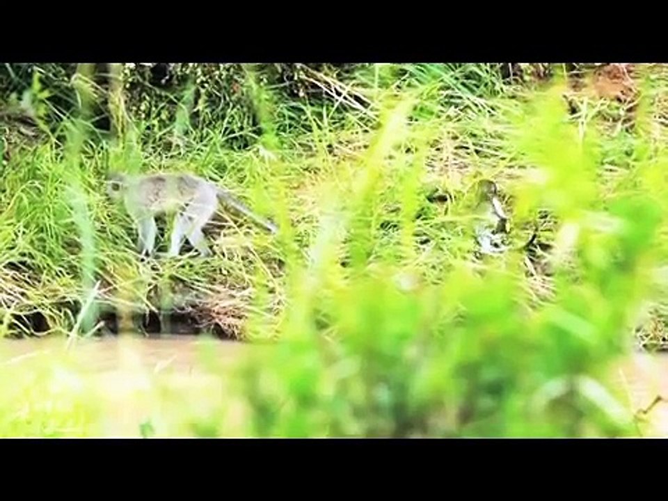 Ulusaba Private Game Reserve.mov
