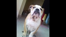 Bulldog Inglese Tyson 6 mesi