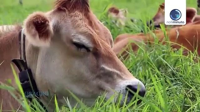 Fedenaga espera que el Gobierno apoye plan para elevar producción de carne y leche