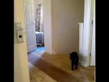 Jaws Cat Takes 30 Seconds To Pounce