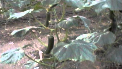 "Rebelohen" fermerët për kastraveca: Mali i Zi kërkon baltosjen e produkteve tona