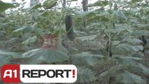 A1 Report - Skandali me kastravecin, lë stok perimet e fermerëve të Lushnjes