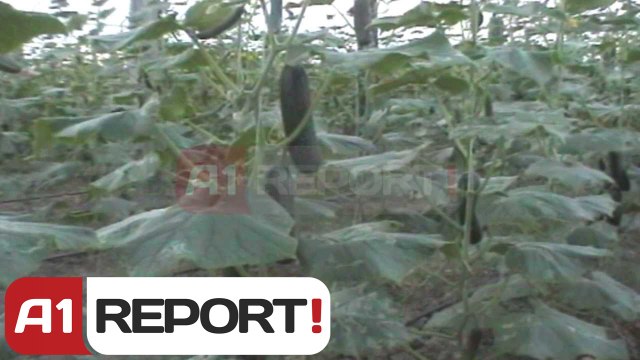 A1 Report - Skandali me kastravecin, lë stok perimet e fermerëve të Lushnjes