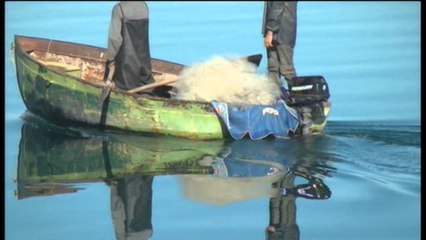 Ndalohet peshkimi i Koranit dhe Belushkes.  Koka vendos për pezullim deri në 1 mars 2014