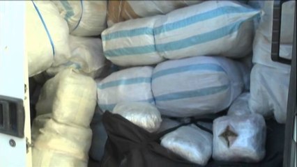 Sekuestrohet 1.3 ton kanabis sativa