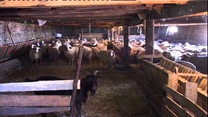 Përfundon projekti PAZA, Sequi: Shëndeti i kafshëve, impakt të madh në ekonomi