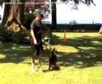 Training k9 dog with muzzle