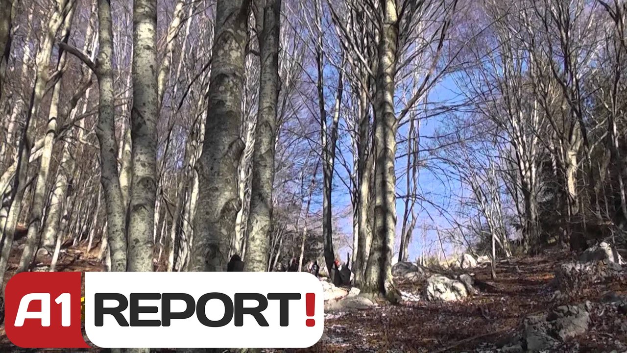 A1 Report - Shtegtim ne Dajt