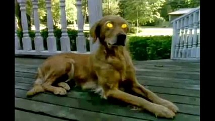 Just Goosebumps Dog Bark