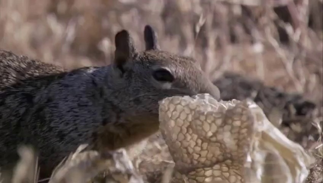 Uyanık Sincap ve Çıngıraklı Yılan