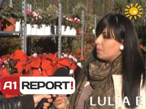 A1 Report - Rreze Dielli dt 25 Dhjetor 2013 Lulja e Krishtlindjes