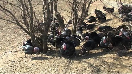 Gjelat "pushtojnë" rrugët, superstrada Lezhë-Shkodër me fermerët e Zadrimës