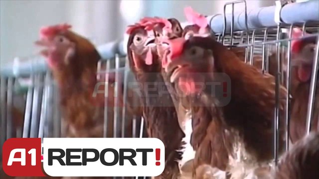 Kanada, shënohet viktima e parë nga gripi i shpendëve H5N1