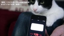 【騒音！】ゴロゴロ音でギネス記録の猫登場！67.8デシベルで世界一達成へ