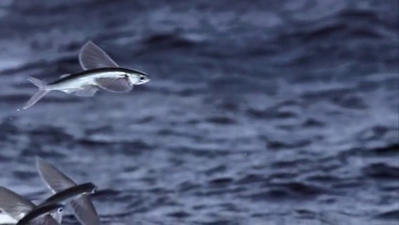 Hiç Uçan Balık Gördünüz Mü?