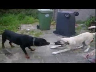 Identifikohen zonat e dy luftimit te kafshëve. Ekspertët: fenomen në rritje, dy në TR e një DR