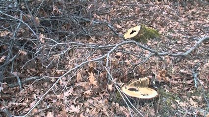 Shfrytëzimi pa kriter i pyjeve, firmat private nuk respektojnë kontratat