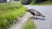 Turkey mom signals danger to her chicks. See what happens!
