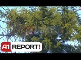 A1 Report - Tirane, Bashkia ruan me police parkun e liqenit dhe lule mimozat
