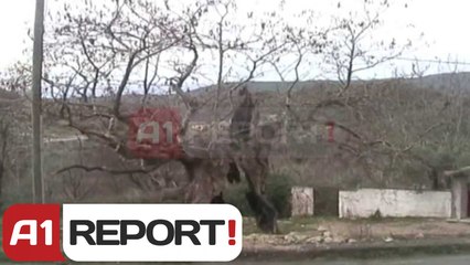 A1 Report - Kruje, rrapit te Ballabanecit nga moskujdesi i ngelet vetem levozhga