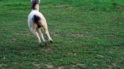 Baby Mini Horse-Amish farm-Lil Country Store-Outside Strasburg, PA