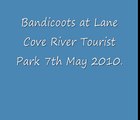 Bandicoot family at Lane Cove River Tourist Park, Lane Cove National Park  Part 1