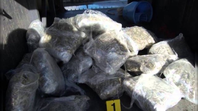 Hashashi mbyt kufirin jeshil, policia greke sekuestron sërish 527 kg marijuanë