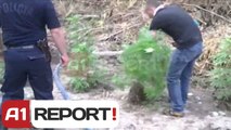 A1 Report - A1 Report - Shkoder, takim per parandalimin e kultivimit te kanabis sativa