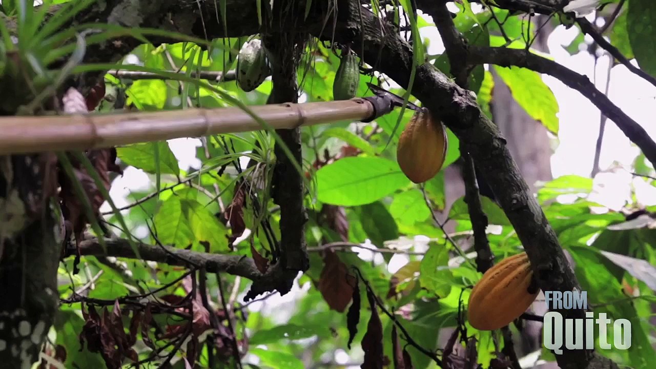 Interviews from Quito - Pacari, Ecuadoran Choco...