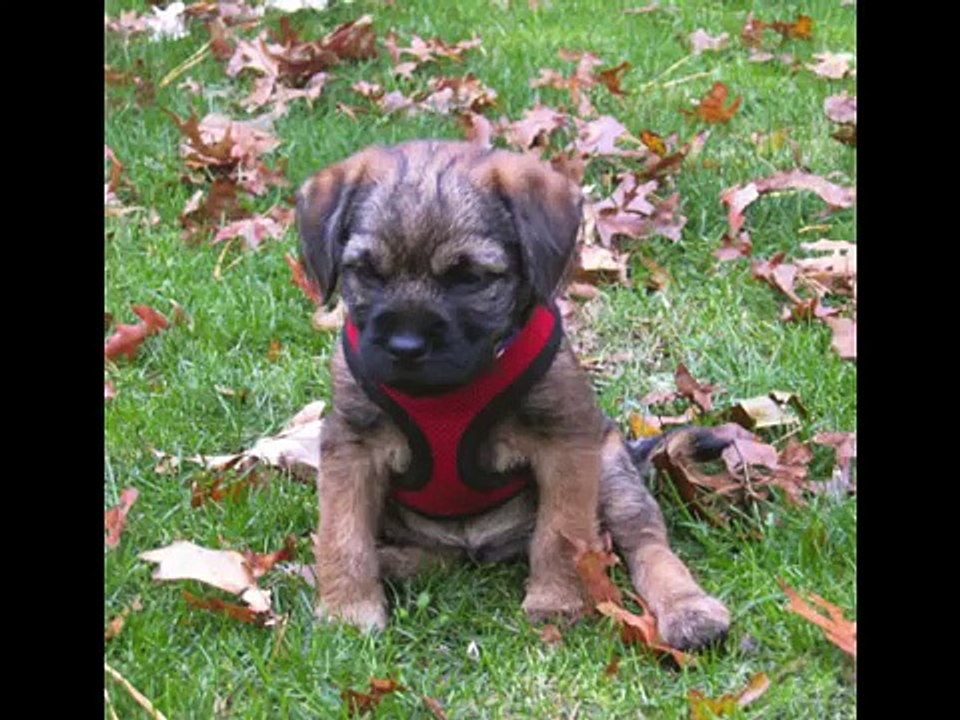 Border Terriers Everywhere