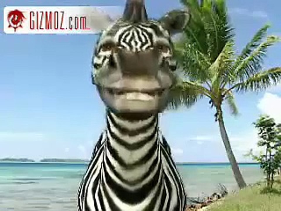 A hurt Zebra
