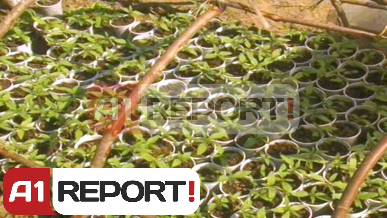 A1 Report - Vlore, zbulohen dhe asgjesohen dy parcela me 500 rrenje kanabis sativa