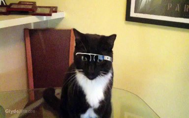 Cat wearing Glasses