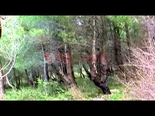 Kurora e gjelbër në Laç, shkatërrimi i pyjeve nga prerjet e paligjshme