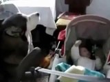 Dog helps baby stop crying
