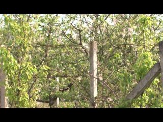 Lajme Familja Frrokaj kultivon drunjë dekorativ