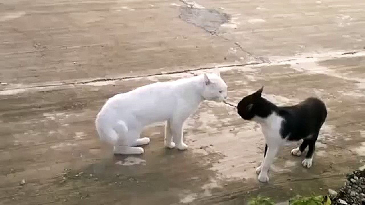 Super Funny Catfight