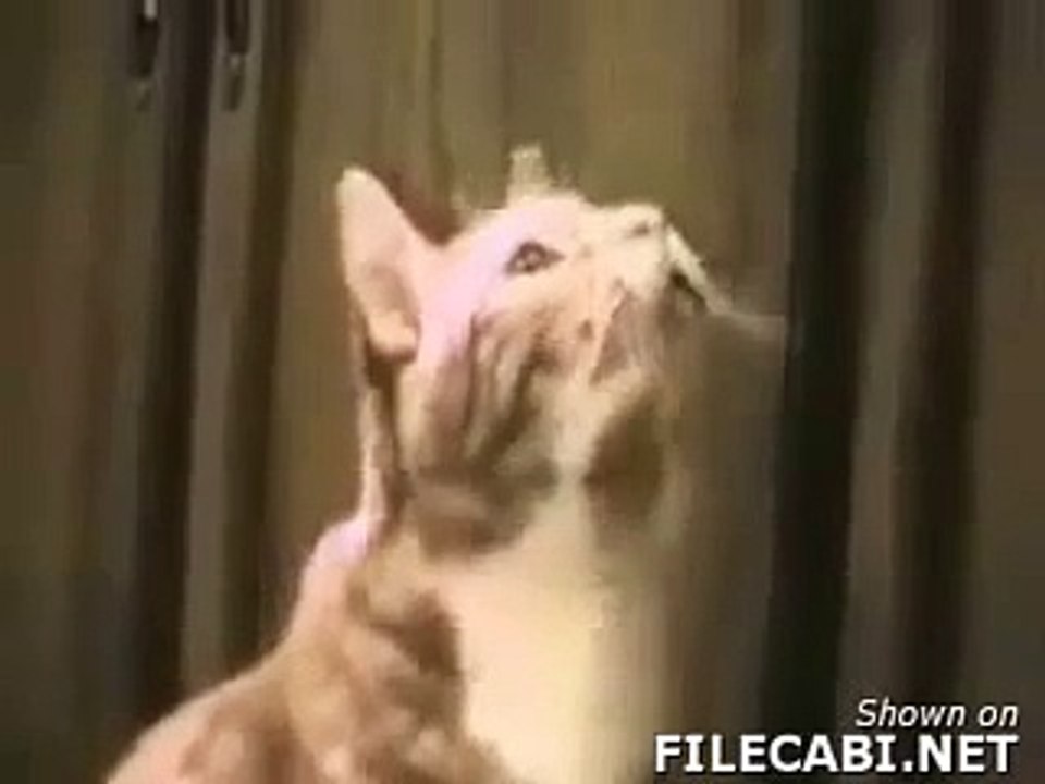 Talking Cats