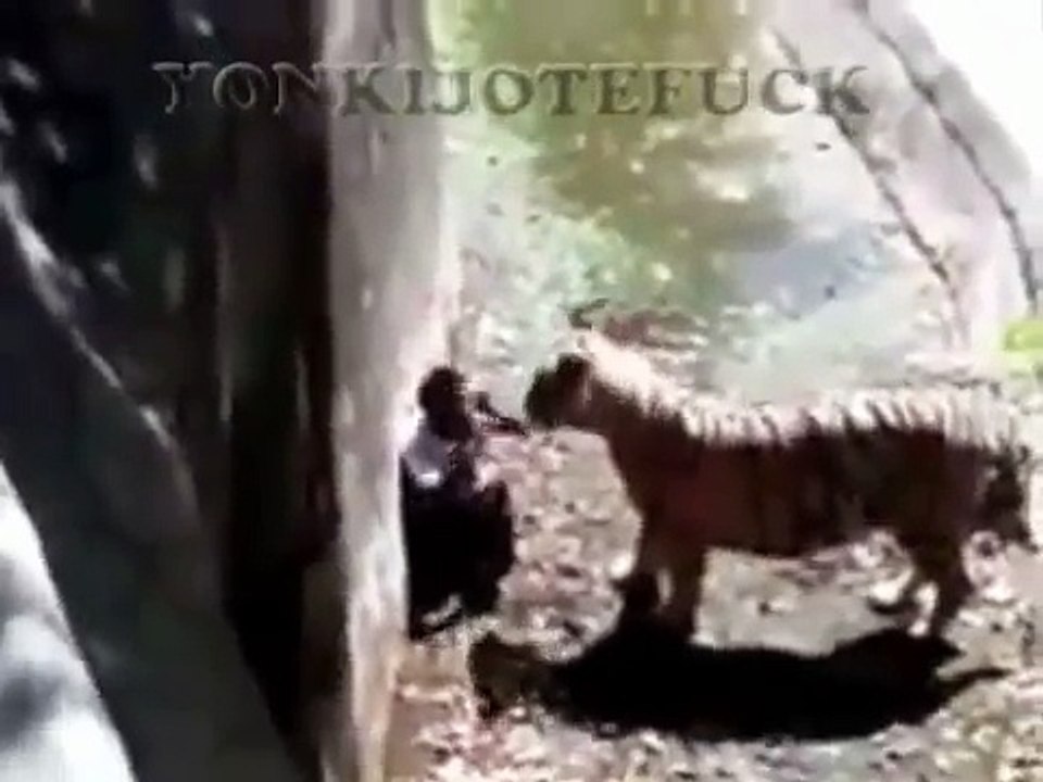 Tigre ataca y mata estudiante en nueva Delhi India - Tiger Attack