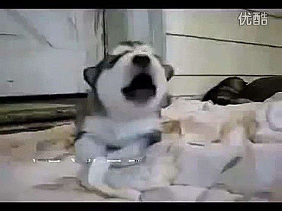 有史以来最可爱的小狗，我的心都融化了!!