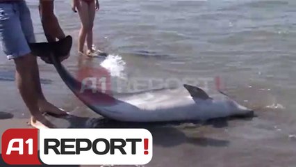 A1 Report - Nje delfin në rrjetat e peshkatareve ne plazhin e Spillese