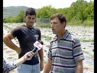 Shkatërrohen të mbjellat e shqiptarëve në Lisiçe