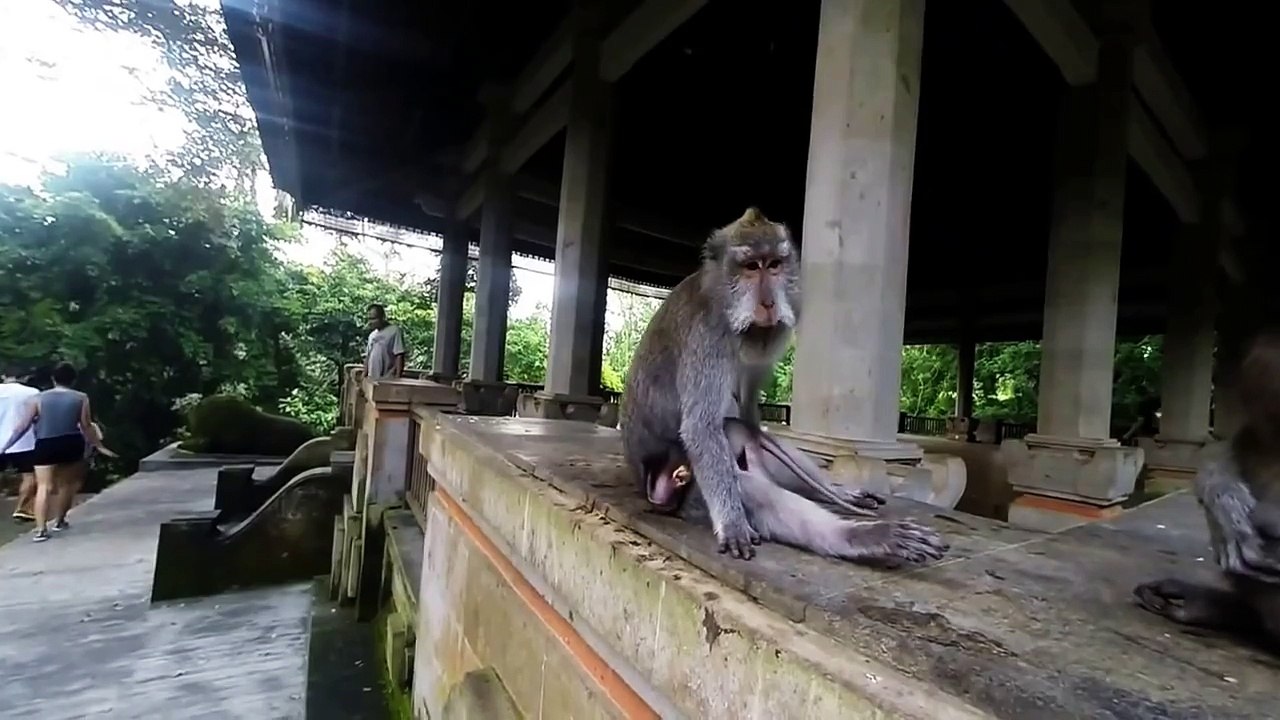 Baby Monkey is Having a Bad Day