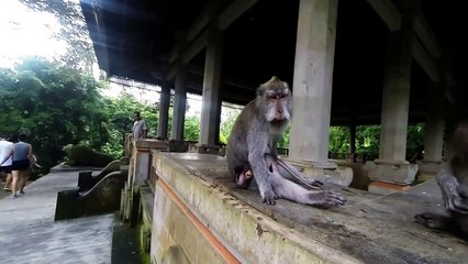 Baby Monkey is Having a Bad Day