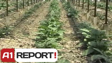 A1 Report - Panariti: Nafta 40% me lire per fermeret e serave me ngrohje