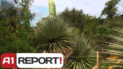 A1 Report - Nje lule gjigante e rralle ekzotike pritet te çele ne Kalifoni