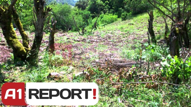 A1 Report - Tepelenë, digjen rreth 11 900 fidanë kanabis në zona të thella të fshatrave